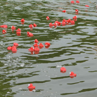Elbebadetag 2018